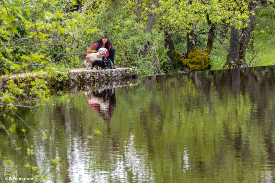 EquipoFSRP-Arroyos-cb205ac941e104d85e09d561d1801775 | Charitable Woman crouching on a stone ledge with two dogs beside a calm, tree-lined pond in a lush forest setting.