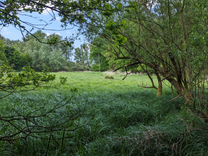 emissionx2 Sunlit meadow framed by trees, with tall grasses in the foreground and a clear blue sky.